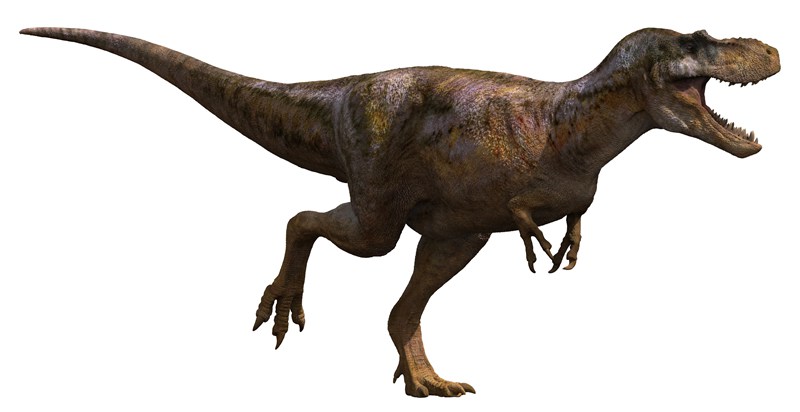 Albertosaurus