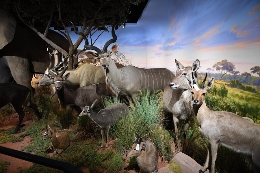 Chengjiang Fossil Site Museum