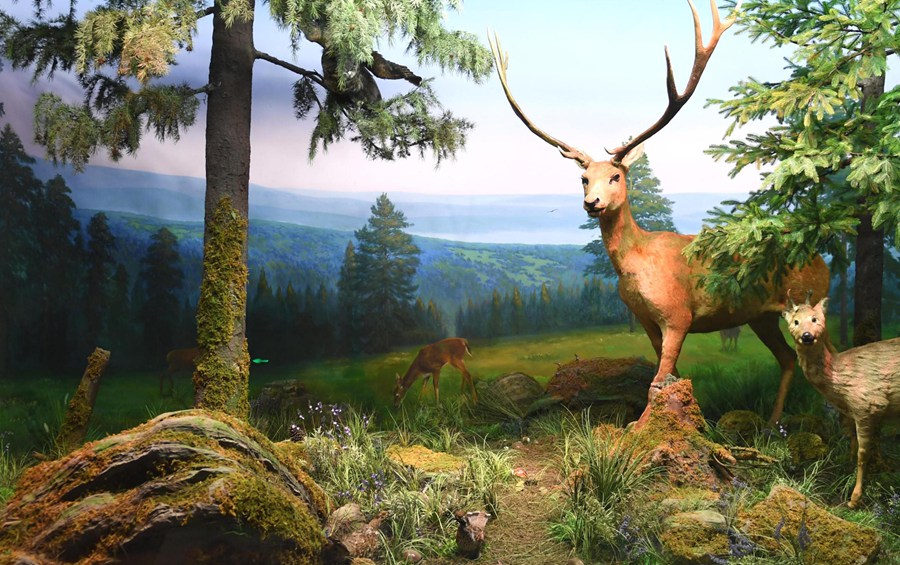 Zhejiang Museum of Natural His