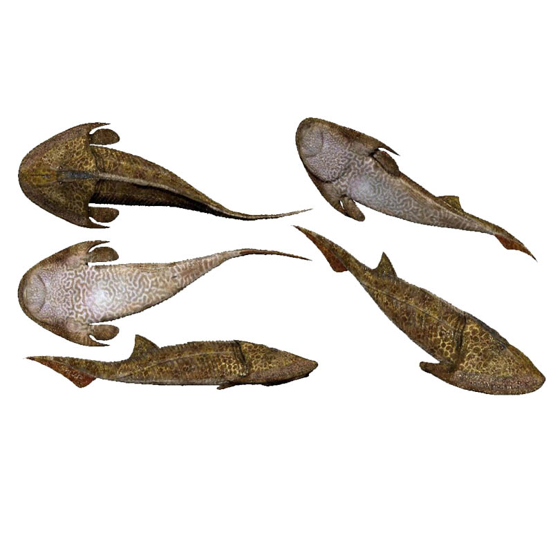 Early Permian Marine Fish